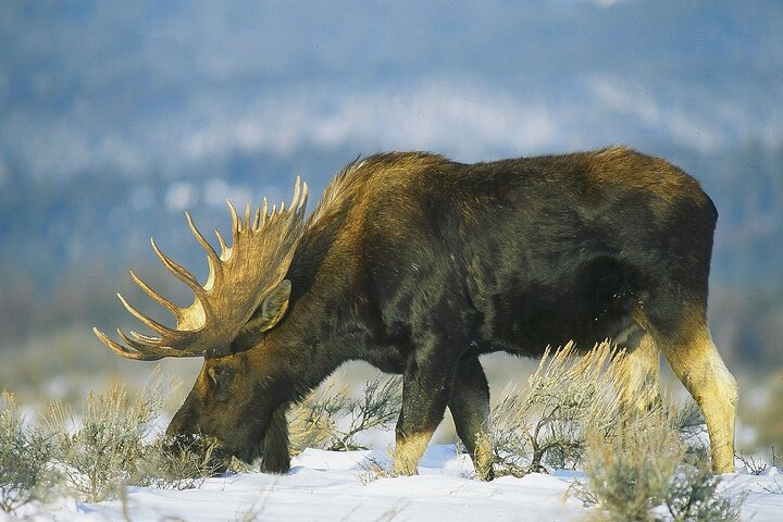 3-Hours Private Tour Grand Teton National Park & Jackson Hole - Photo 1 of 5